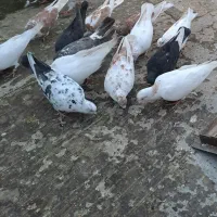 کفتر