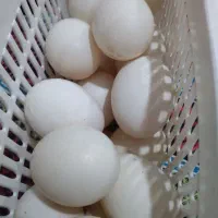 تخم اردک محلی اصل