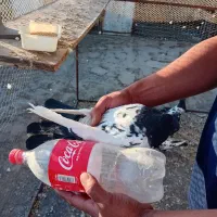 کبوتر سینه سیاه