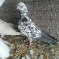 فروش کبوتر|پرنده|گرمسار, |دیوار