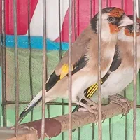 ۳عدد سهره  متولد قفس|پرنده|فردیس, شهرک شهید حسینی|دیوار