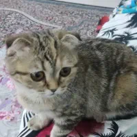 گربه اسکاتیش دبل فولد ماده|گربه|رفسنجان, |دیوار