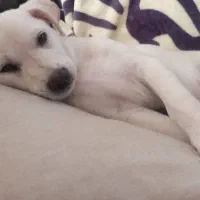 واگذاری رایگان توله سگ