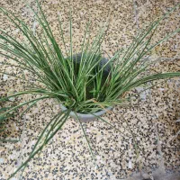 آگروس طلایی و سبز به همراه یال اسبی|گل و گیاه طبیعی|لنگرود, |دیوار