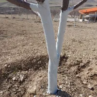 کارباغ. رنگ کردن تنه درختان. چال کود کردن. سمپاشی