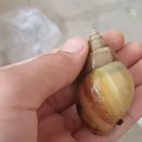 حلزون