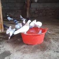 همه رنگ فروشی|پرنده|هشترود, |دیوار