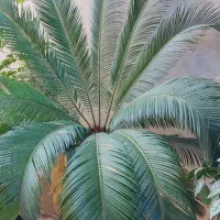 گل های زینتی