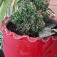 گلهای آپارتمانی|حراج|جاجرود, |دیوار