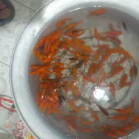 فروش فوری ماهی قرمز|ماهی|کوهدشت, |دیوار