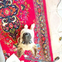 سگ گم شده|حیوانات|ارومیه, |دیوار