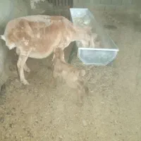 میش و بره|حیوانات مزرعه|سرپل ذهاب, |دیوار