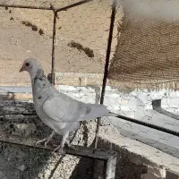 کفتر کبوتر پلاکی|پرنده|شیراز, سعدیه شمالی|دیوار