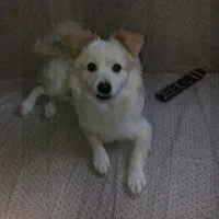 واگذاری سگ|سگ|اصفهان, دانشگاه اصفهان|دیوار