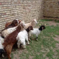 بزغاله..درشت