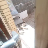 توله سگ هاسکی