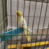 عروس هلندی|پرنده|قم, شهر قائم|دیوار