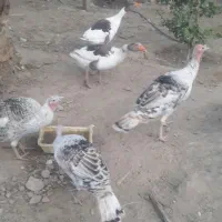 فروش بوقلمون وغاز محلی