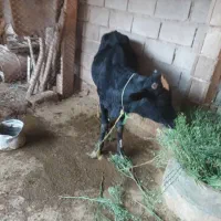 گوساله برای فروش دارم|حیوانات مزرعه|چمران, |دیوار