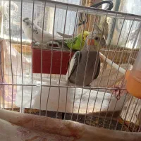 جفت عروس هلندی و جفت مرغ عشق|پرنده|تربت‌حیدریه, سرمحله|دیوار