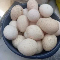 تخم بوقلمون نطفه دار بهترین نژاد