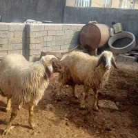 کاو ورن سنجابی