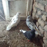 سه عدد کبوتر دم سفید
