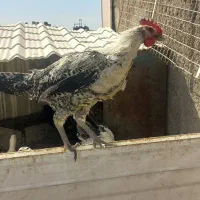 خروس|حیوانات مزرعه|مشهد, فرهنگیان (شهرک غرب)|دیوار