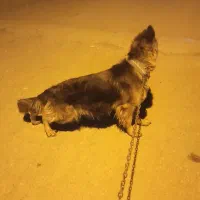 واگذاری سگ ژرمن