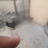 مرغ|پرنده|دهدشت, |دیوار