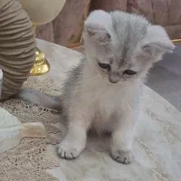 گربه اسکاتیش|گربه|ارومیه, |دیوار