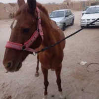 اسب عرب ایرانی|اسب و تجهیزات اسب‌سواری|یزد, |دیوار