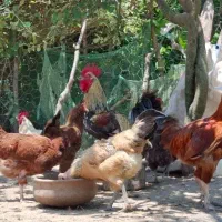 تعدادی مرغ خروس، غاز کاکلی، اردک کاکلی و بوقلمون