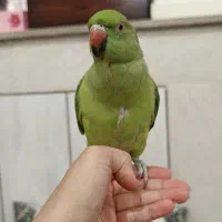 طوطی ملنگو گمشـد. ه