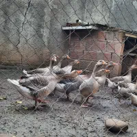 فروش غاز محلی