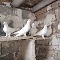 کبوتر