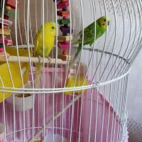 مرغ عشق|پرنده|ری, دولت‌آباد|دیوار