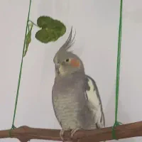 عروس هلندی گمشده