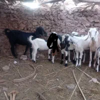 بامتور معامله میکنه 200|حیوانات مزرعه|گلباف, |دیوار