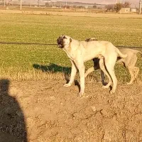 سگ پژدروکنگال مناسب گوسفندونگهبانی|سگ|بوکان, |دیوار