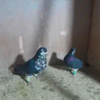 کبوتررنگی|پرنده|پاکدشت, پاکدشت (مامازند)|دیوار