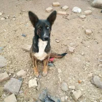 سلام معاوضه سگ با کفتر|سگ|مشهد, رده|دیوار