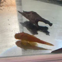 ماهی کت پوزبوته ای نرمعاوضه با کت پوزبوته ای ماده|ماهی|مرودشت, گندم|دیوار