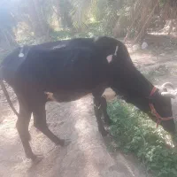 گاو