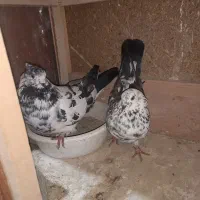 سه جفت کفتر با جفت کن