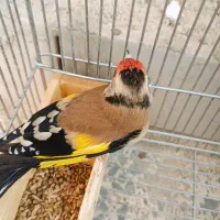 سهره دورگ|پرنده|شیراز, گویم|دیوار