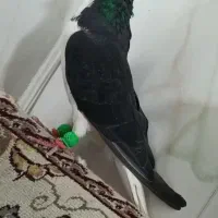 امری سیا نر یقه بسته هوایی