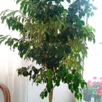 گل بنجامین، گل آمستر