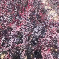 صفرتا صد کاشت سموم باغ باغچه نهال سبز درخت قم|خدمات باغبانی و درختکاری|قم, تعویض پلاک|دیوار