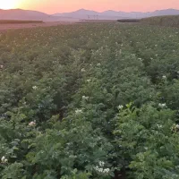 برداشت سیب زمینی.